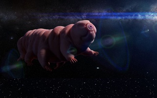 Con người sẽ bị lai tạo với "quái vật bất tử" tardigrade?