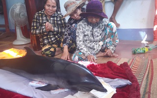 Bắt được cá voi, ngư dân tưởng “trúng cá lạ” nên mang ra chợ bán
