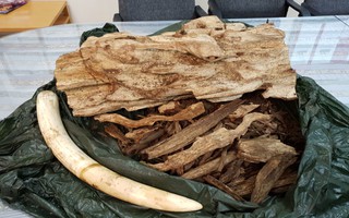 Hơn 24 kg nghi ngà voi, trầm hương từ Thái Lan bị "vịn" ở sân bay