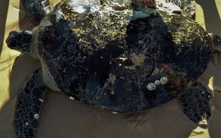 Rùa biển "khủng" có trong sách đỏ dính lưới ngư dân