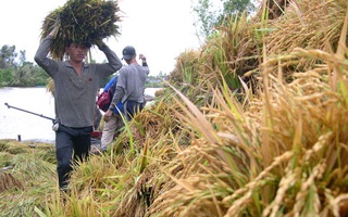 Lận đận thương hiệu gạo Việt