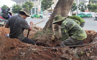 Vì sao hàng loạt cây xanh trên đường phố Đông Hà bị đốn hạ?