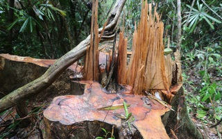 Rừng Quảng Nam tiếp tục bị tàn phá tan hoang