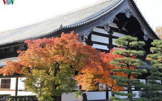 Tới ngôi chùa ngắm lá đỏ đẹp nhất Kyoto