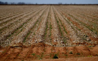 Úc "giải cứu" nông dân bị hạn hán nặng nề