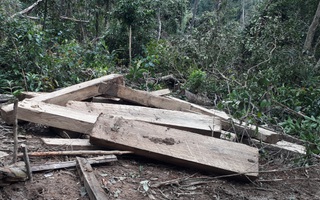 Phát hiện vụ phá rừng quy mô lớn ở Kon Tum