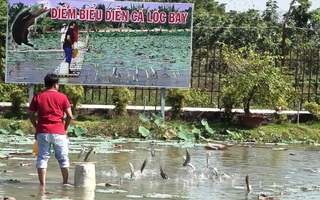 Mãn nhãn với cánh đồng hoa hồng có biểu diễn cá lóc bay