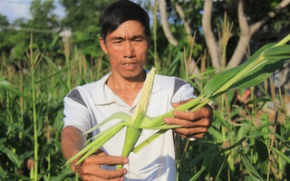 Hộ nghèo thêm khó khăn sau khi... nhận hỗ trợ: Giao doanh nghiệp độc quyền cung ứng