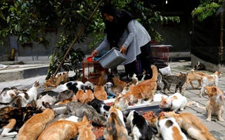 Bà nội trợ xây mái ấm cho 250 con mèo bị bỏ rơi