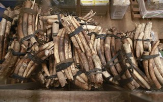 Uganda bắt 2 công dân Việt buôn lậu ngà voi, vảy tê tê