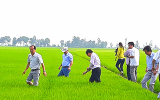 Đầu năm, lãnh đạo tỉnh An Giang lội ruộng thăm đồng cùng nông dân