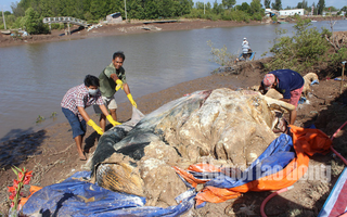 Xẻ thịt cá voi “khủng” 10 tấn đem chôn, xương đem vào miếu thờ