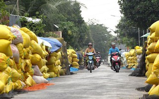 Ngồi chờ... giá lúa tăng