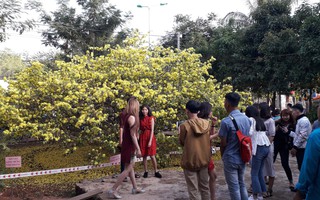 Hàng ngàn người đến thưởng lãm cây mai "khủng" ở Đồng Nai