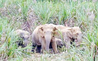 Mùng 3 Tết vào rừng tìm bò, người đàn ông nghi bị đàn voi quật chết