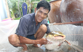 Lão nông Bạc Liêu sở hữu “thủy quái” vùng Amazon nặng 15 kg