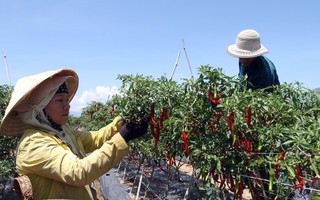 Trồng ớt Hàn Quốc, nông dân miền núi Ninh Thuận lãi đậm