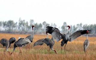 Gia đình sếu đầu đỏ dìu dắt nhau về khu Ramsar thứ 2.000 của thế giới