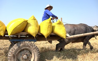 Trâu kéo lúa ở miền Tây giữ lại nét văn hóa nông nghiệp Nam bộ
