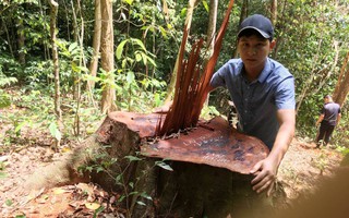 Cận cảnh khu rừng gỗ quý ở Quảng Bình bị "lâm tặc" chặt phá tan hoang