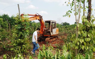 Người trồng tiêu, cà phê lỗ nặng vì bị... "bẻ kèo"