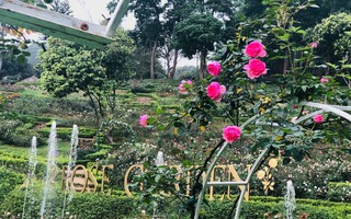 Sững sờ trước vườn hồng 3,5 ha tuyệt đẹp vừa nhận kỷ lục Việt Nam