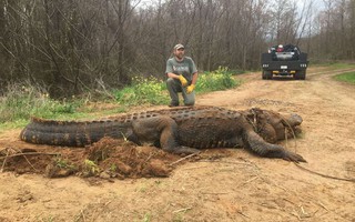 Mỹ: Giải cứu cá sấu khổng lồ có vết đạn bắn khỏi mương nước