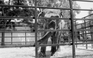 "Con voi buồn nhất thế giới" qua đời sau 43 năm bị nhốt