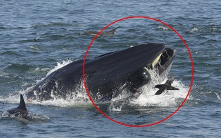 Khoảnh khắc phó mặc bản năng của thợ lặn rơi vào miệng cá voi