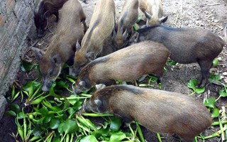 Tổ công tác Thủ tướng "tuýt còi" thông tư cấm nuôi heo bằng bèo tây, thân chuối