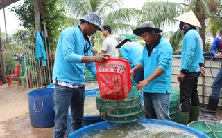 Tôm Việt được giải oan ở Mỹ