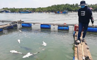 CLIP: Hàng chục tấn cá bớp loại 3-5kg/con "phơi bụng" ở TP Vũng Tàu