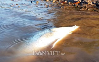 Ngợp với cảnh mỏi tay vớt cá dạt vào bờ ở Cà Mau, Bạc Liêu