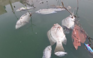 Đà Nẵng: Gần 2 km kênh đổi màu bất thường, kèm hiện tượng cá chết