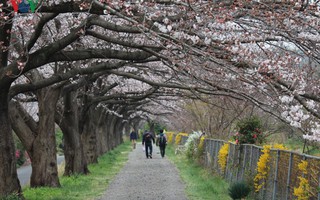 Ngắm con đường hoa anh đào dài nhất thế giới tại Nhật Bản