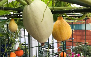 Gia đình ở TP HCM bị nhầm là trồng rau "đột biến" vì quá tốt