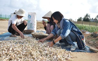 Lập "đường dây nóng" bảo vệ thương hiệu tỏi Lý Sơn