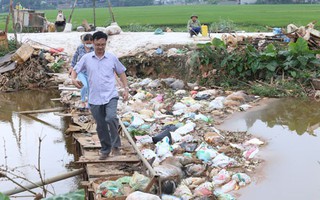 Chặn dịch tả heo châu Phi: Cấp bách lắm rồi!