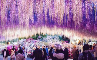 Thiên đường hoa tử đằng nở rộ ở Nhật Bản