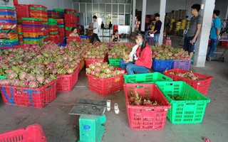 Thanh long Bình Thuận tăng giá đột biến