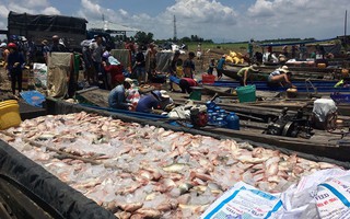 Vụ cá bè chết trắng trên sông La Ngà: Số lượng lên đến gần 1.000 tấn