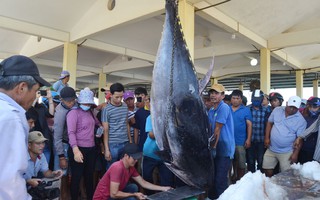 Ngư dân Phú Yên câu được 3 con cá “khủng” nghi cá ngừ vây xanh