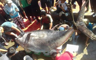 Khánh Hòa: Bắt cá ngừ đại dương "khủng" nặng 386 kg
