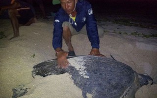 Đỡ đẻ cho rùa biển ở Hòn Cau