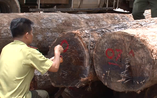 Chi cục trưởng kiểm lâm nhận gỗ lậu từ Phượng "râu": Sở NN-PTNT Đắk Lắk nói gì?