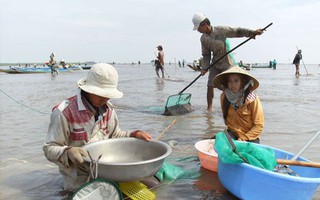 "Cuộc chiến" dai dẳng trên bãi nghêu