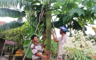 Chiêm ngưỡng buồng chuối "lạ" hơn 100 nải