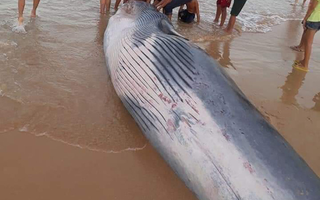 Xác cá Ông hơn 2 tấn dạt vào bờ biển phía Bắc Khánh Hoà