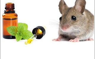 5 mẹo đuổi chuột tự nhiên không cần dùng thuốc
