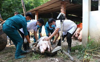 Cả ngàn tỉ đồng, dùng cả quỹ nâng lương để chống dịch tả lợn châu Phi